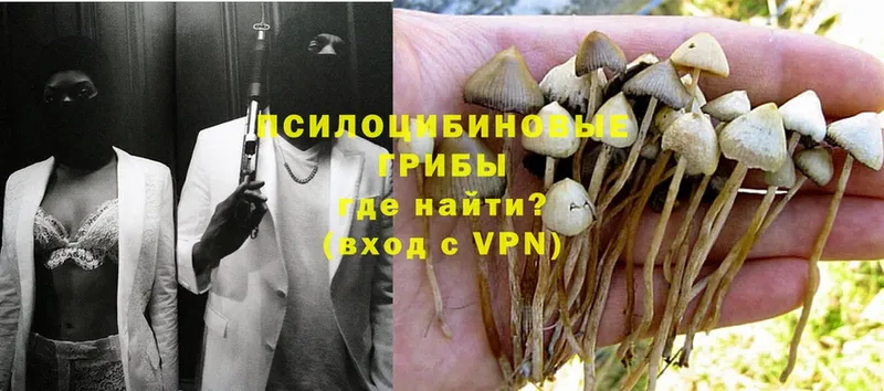 где купить наркотик  Мариинск  Галлюциногенные грибы Psilocybe 